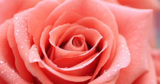Coral coloured rose with dew on its petals